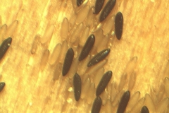 Uova di Psychoda alternata e di Aedes albopictus