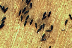 Uova di Psychoda alternata e di Aedes albopictus