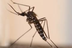 Aedes koreicus