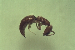 Scleroderma domesticus