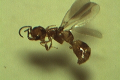 Scleroderma domesticus
