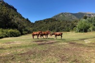 Valutazione efficacia repellente topico contro tafani in Argentina
