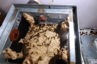 Nidi di vespula in Argentina