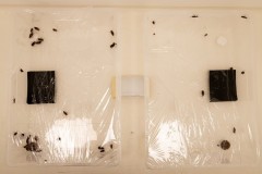 Cockroach repellency test