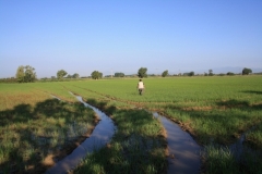 Larvicide testing in rice fields - SPAIN