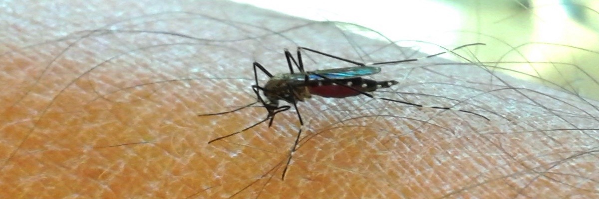A new mosquito visits Italy: Aedes japonicus found in North-Eastern Italy