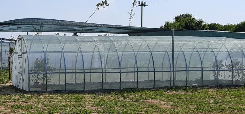 Realizzazione di serre per la valutazione dell’efficacia di repellenti ambientali