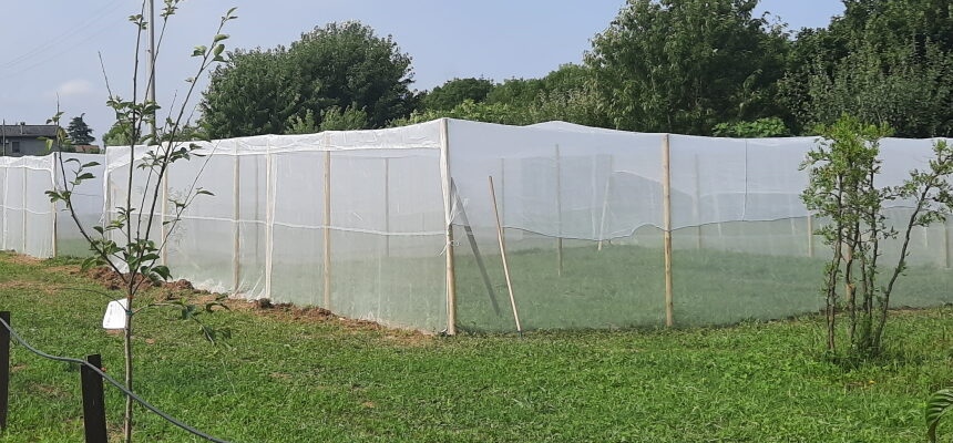 Serre da 100 m2 per la valutazione dell’efficacia di trappole e di repellenti