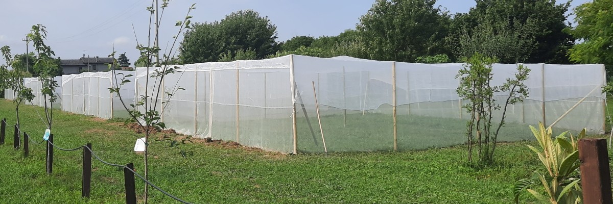 100 m2 screenhouses for the evaluation of traps or ambient repellents